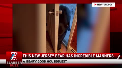 Watch This: New Jersey Bear Has Incredible Manners