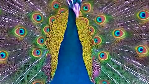 flamboyant peacock dancing in the rain