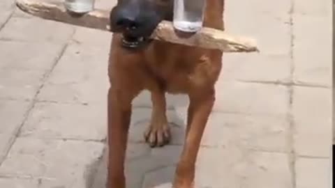 Incredible dog doing tricks😳😳