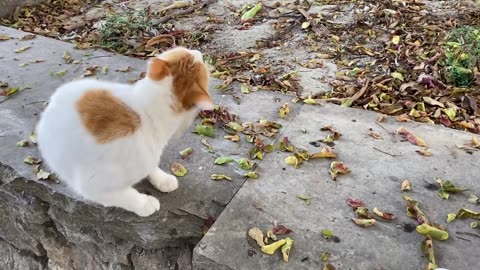 Cute Yellow Cat Doesn’t Let Other Cat Eat Food - Cats And Kittens