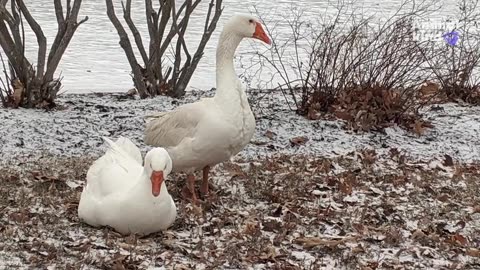 Widowed goose gets a second chance at love | Animalkind #goodnews