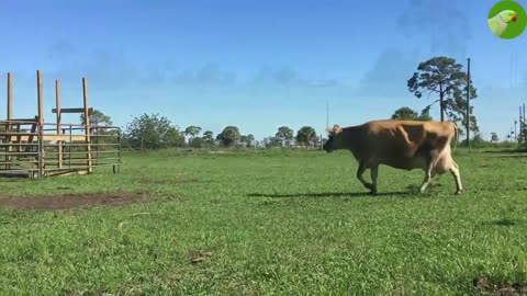 Adorable baby and cow