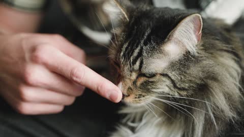 Someone Touching A Cat