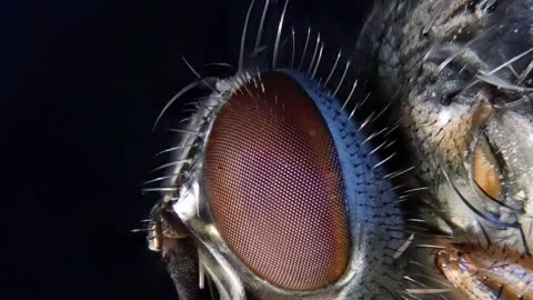 How insects look under microscope 😳🤯