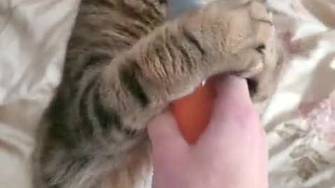 Self brushing kitty