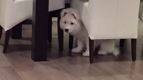Samoyed puppy extremely intrigued by piano