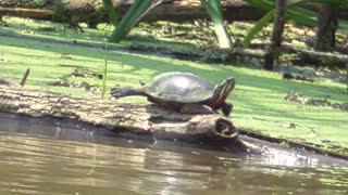 124 Toussaint Wildlife - Oak Harbor Ohio - Flying Trutle