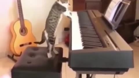 Masti time cat funny videos