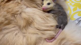 Lost Baby Possum Burrows In Furry Cat