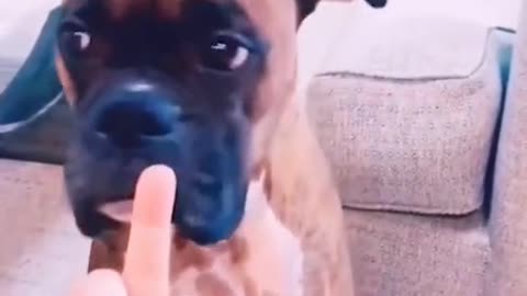 Dog reaction to middle finger.