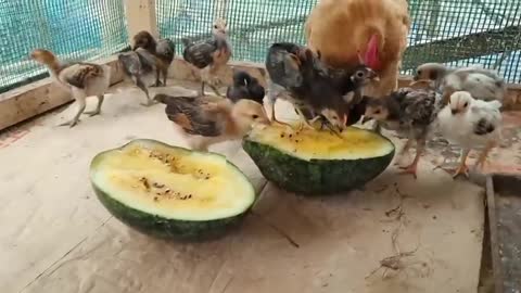 Mother chicken leads chicks to peck watermelon