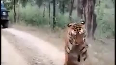 WILD tiger hunting deer in forest