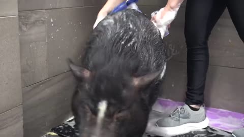 Dramatic Pot Belly Pig at the dog groomers?-13