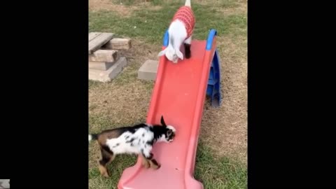 Goats🐐 are sliding on 😁😁ramp!!