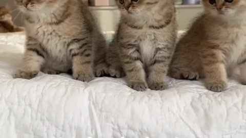 Kitten's dance video