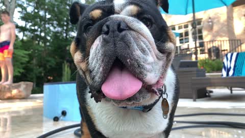 English Bulldog "Stafford Poolside"