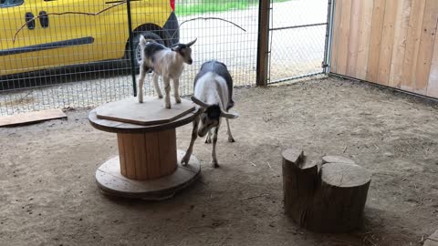 Mama goat spins her kid on Merry-GOAT-Round!