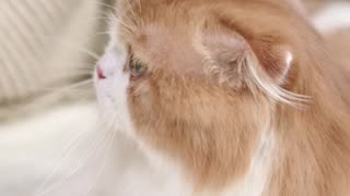 Cute cat