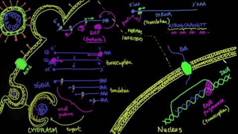 Dr. Zelenko On How The Z Stack Protocol Became A Safe COVID Early Treatment