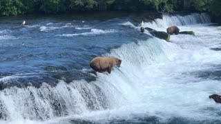 Grizzly Bears at Brooks Falls