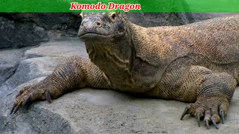 Komodo Dragon Animals Videos For Kids
