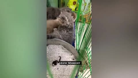 Cute Funny baby cat video