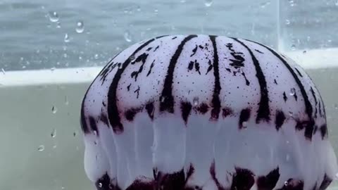 Beautiful Jellyfish