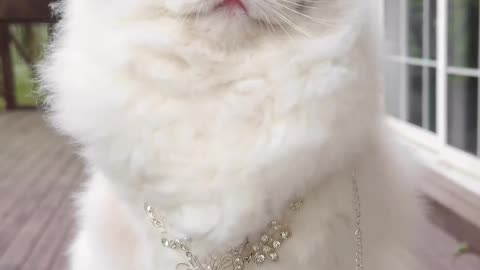 Beautiful Cat