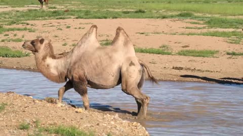 Amazing Scene of Wild Animals In 4K - Scenic Relaxation Film