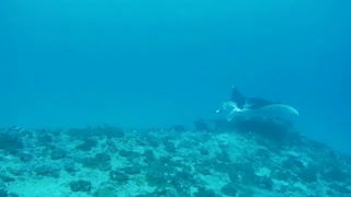Diving with Manta rays | Limbongan island