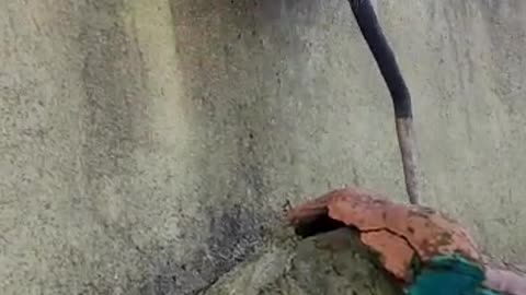 Possum with Family Goes For a Walk