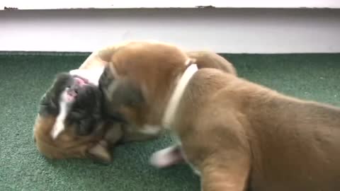 Boxer's Cute But Clumsy Puppies (in HD)