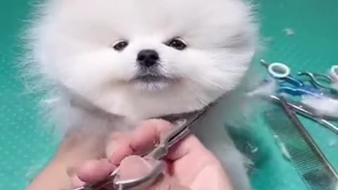 Cute Pet Funny Video ❤