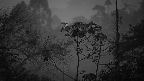 relaxing rain with black and white trees 30 mins