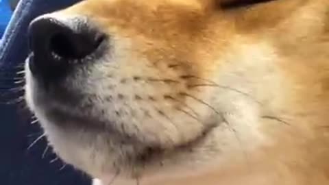 Shibe struggles to stay awake