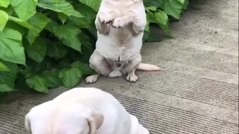 Dogs being the funniest for 10 minutes