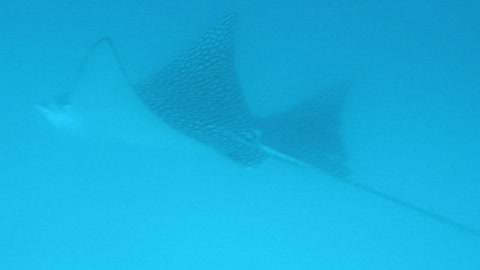 Spotted Rays