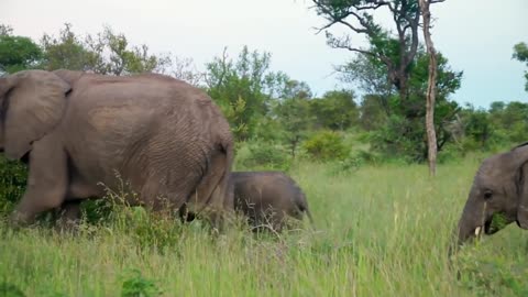 ELEPHANT SOUNDS FOR KIDS - Learn Trumpeting, Rumbling, and Roaring Sound Effects of Elephants-6