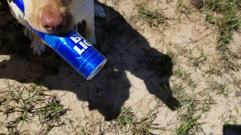 Beer Dog