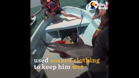 Dolphin JUMPS ON BOAT - The Dodo_Cut