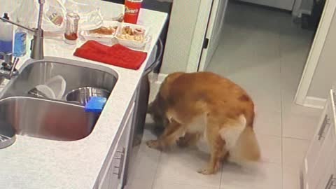 Golden Retriever Takes a Single Chicken Finger