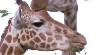 Foodie treats for the animals as Sydney zoo turns 100