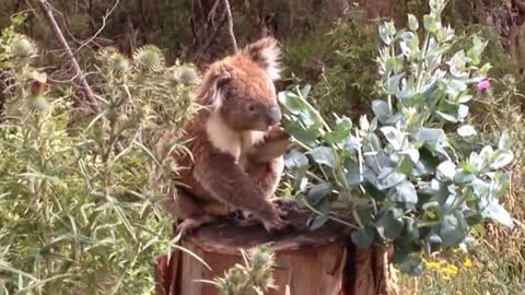 Cutest Koala Video Ever !! lovely