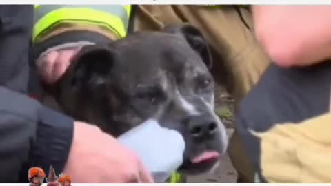I Need a Hero! Dog Rescue! 🔞Graphic/Sensitive content🔞 #firefighters #heros #rescuedog