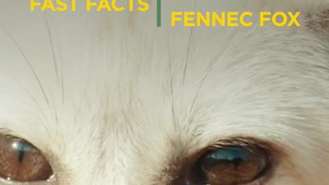 Fennec Fox Fast Facts - Amazing Dogs