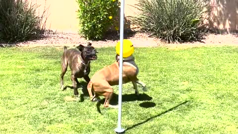 Dogs Have a Great Time with Tether-Ball