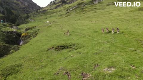 Graceful Mountain Goats Run