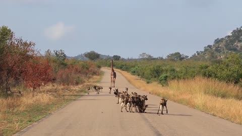 Wild Dogs Know Not To Mess With Giraffes