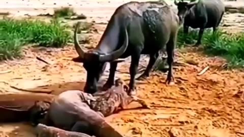 Buffalo baby attack by Komodo dragon
