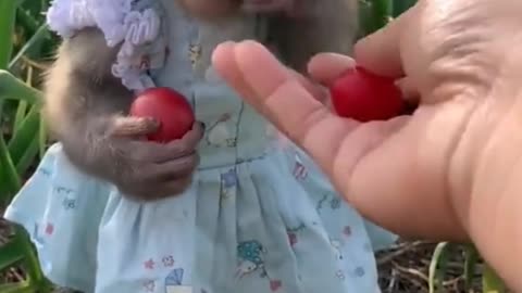 woman feeding baby monkey